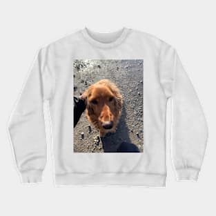 Cocker spaniel Crewneck Sweatshirt